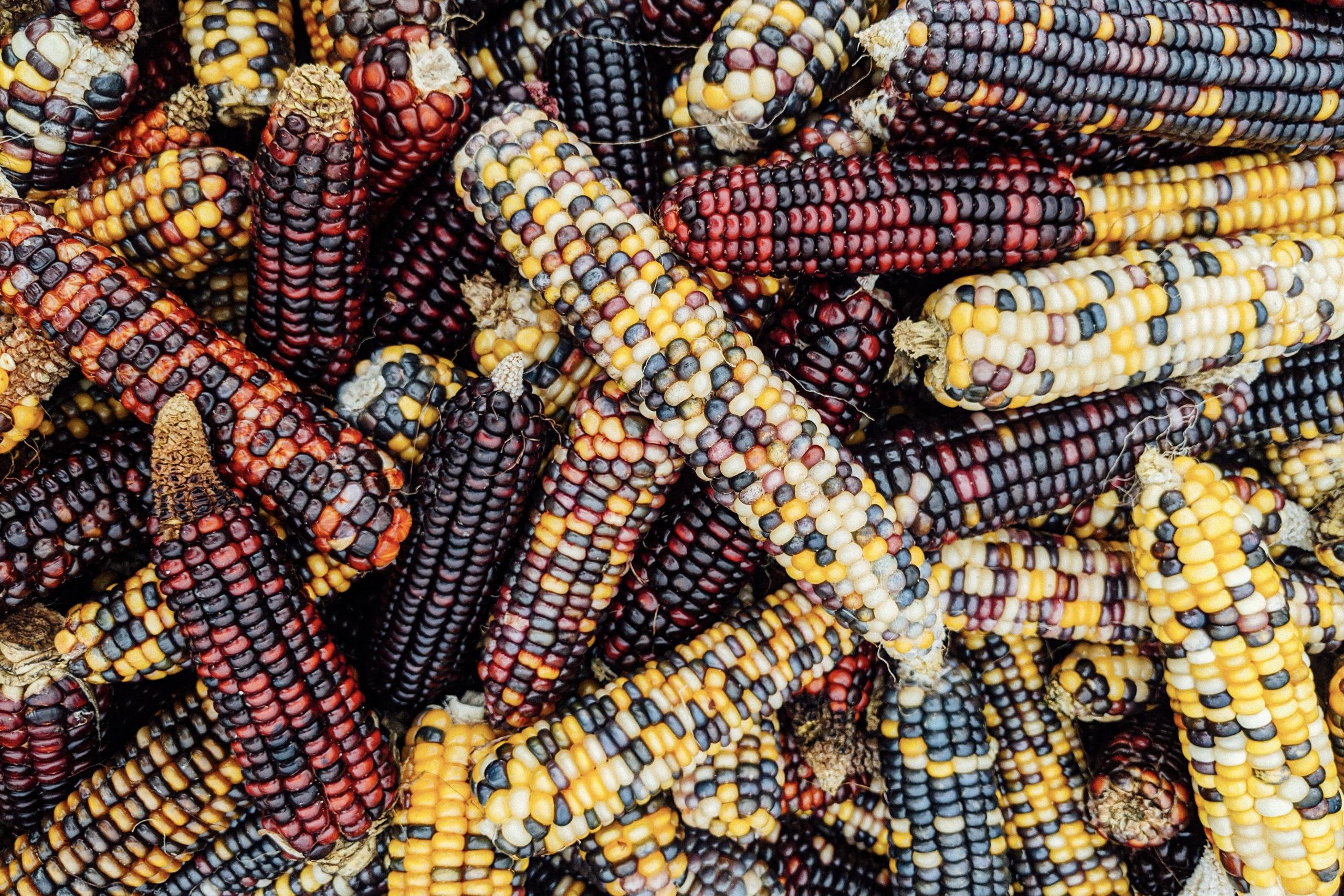 Multicolor maize,corn varieties
