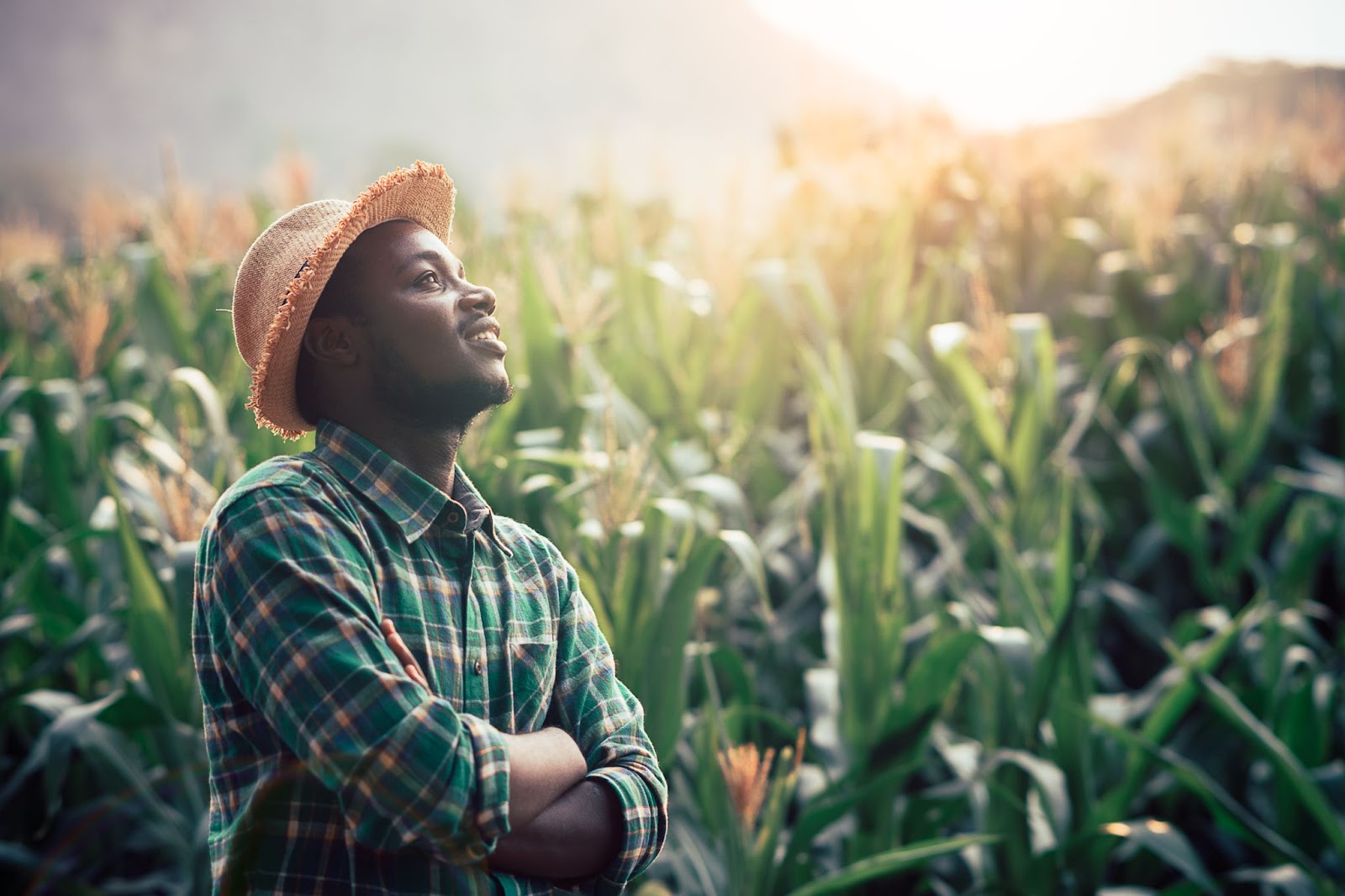 African man looking up standing in a corn field