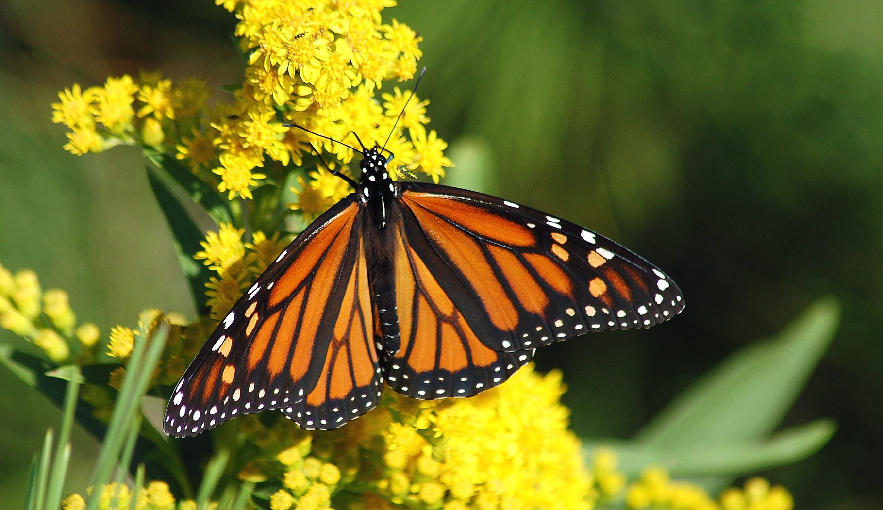 Monarch Butterfly Non-GMO Project