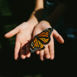 Monarch butterfly sitting on hands, palms facing up