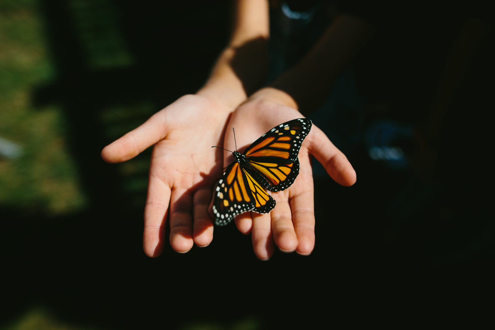 Monarch butterfly sitting on hands, palms facing up