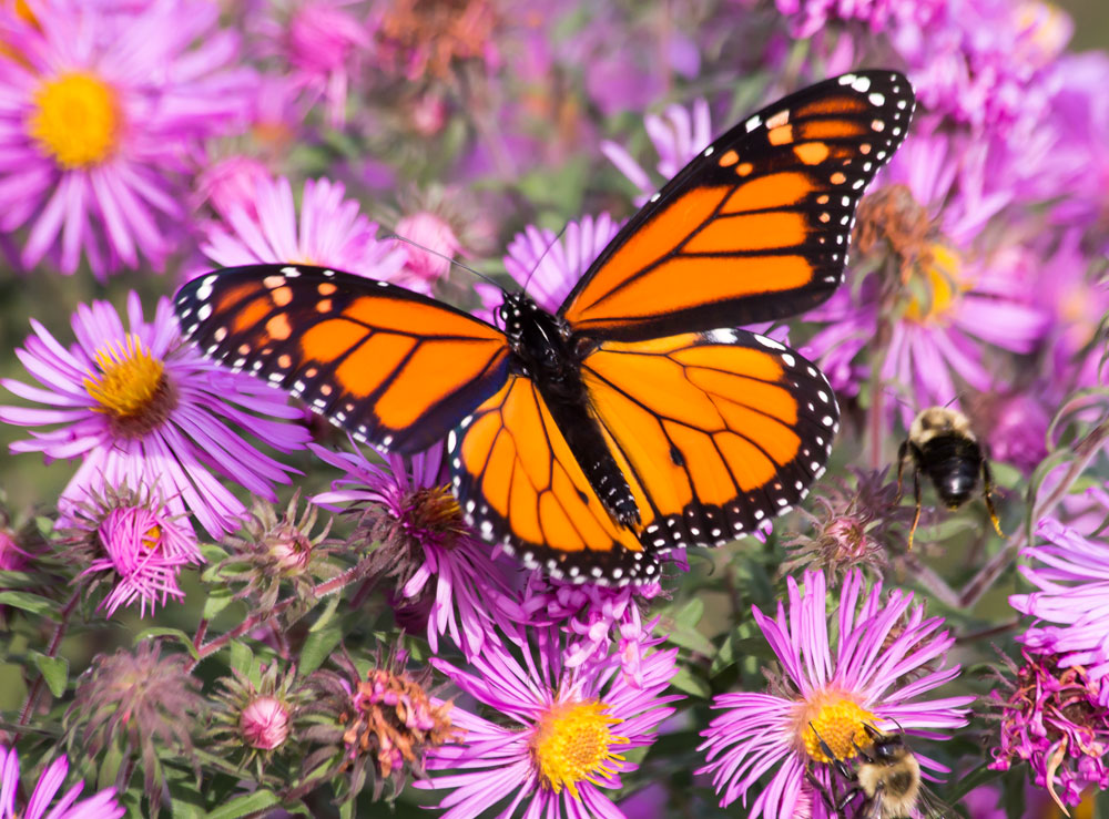 Monarch Butterfly