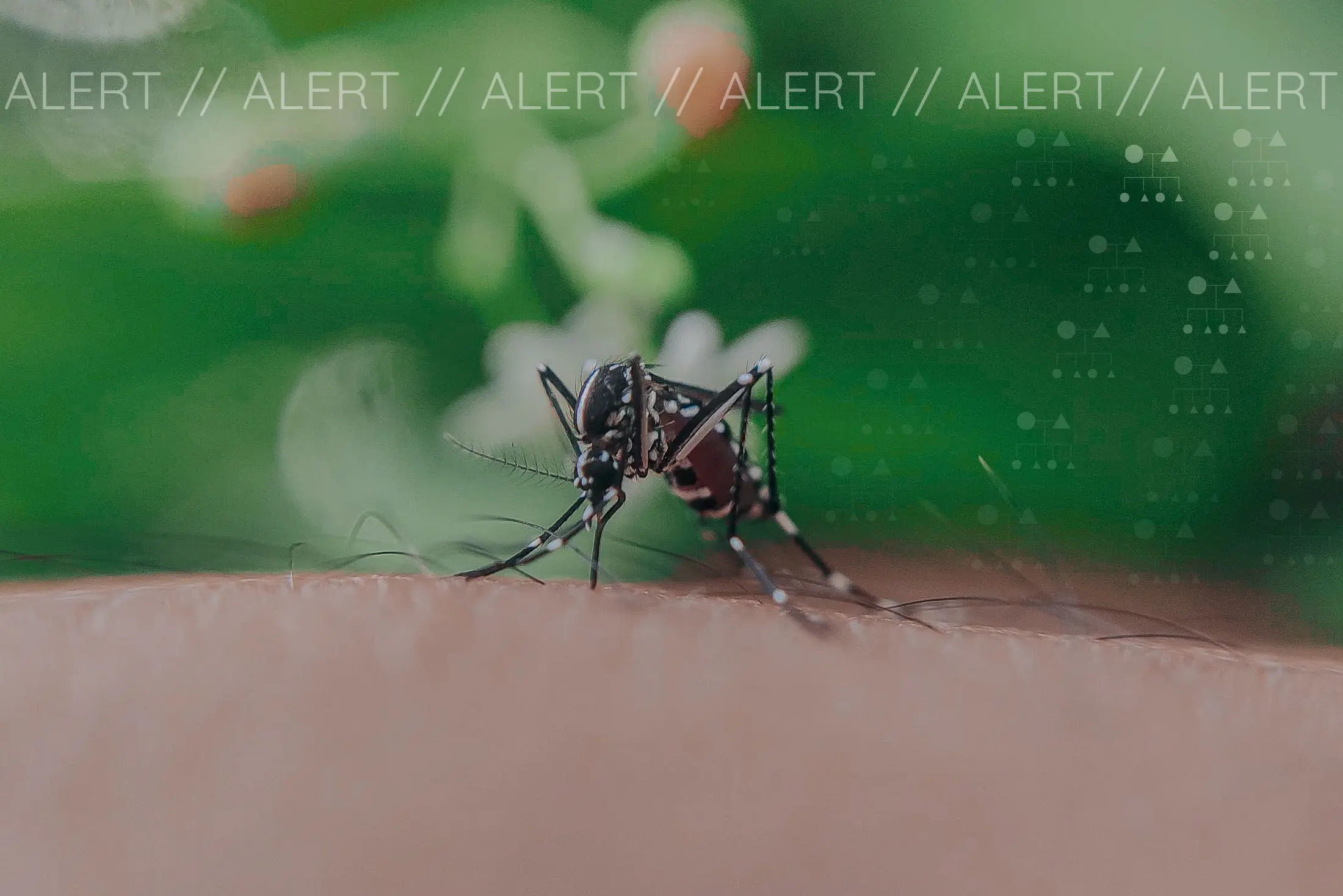 Close-up of mosquito biting a person, with text overlay that reads "alert."
