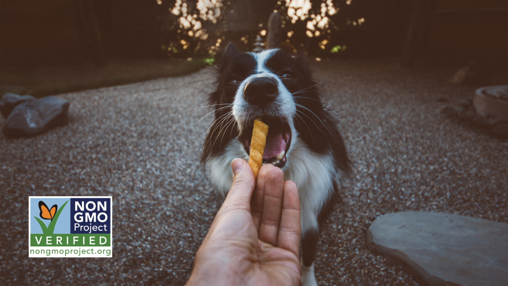 Feeding a treat to dog