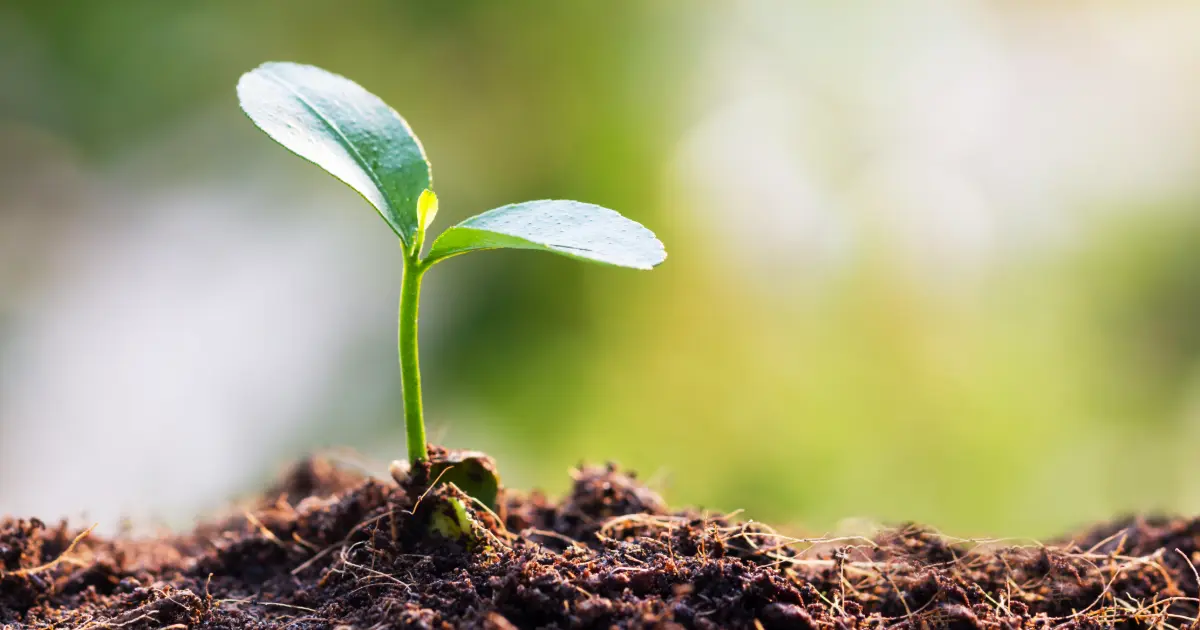 A small green plant sprouting from the brown soil