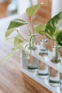 Plants growing in glass beakers