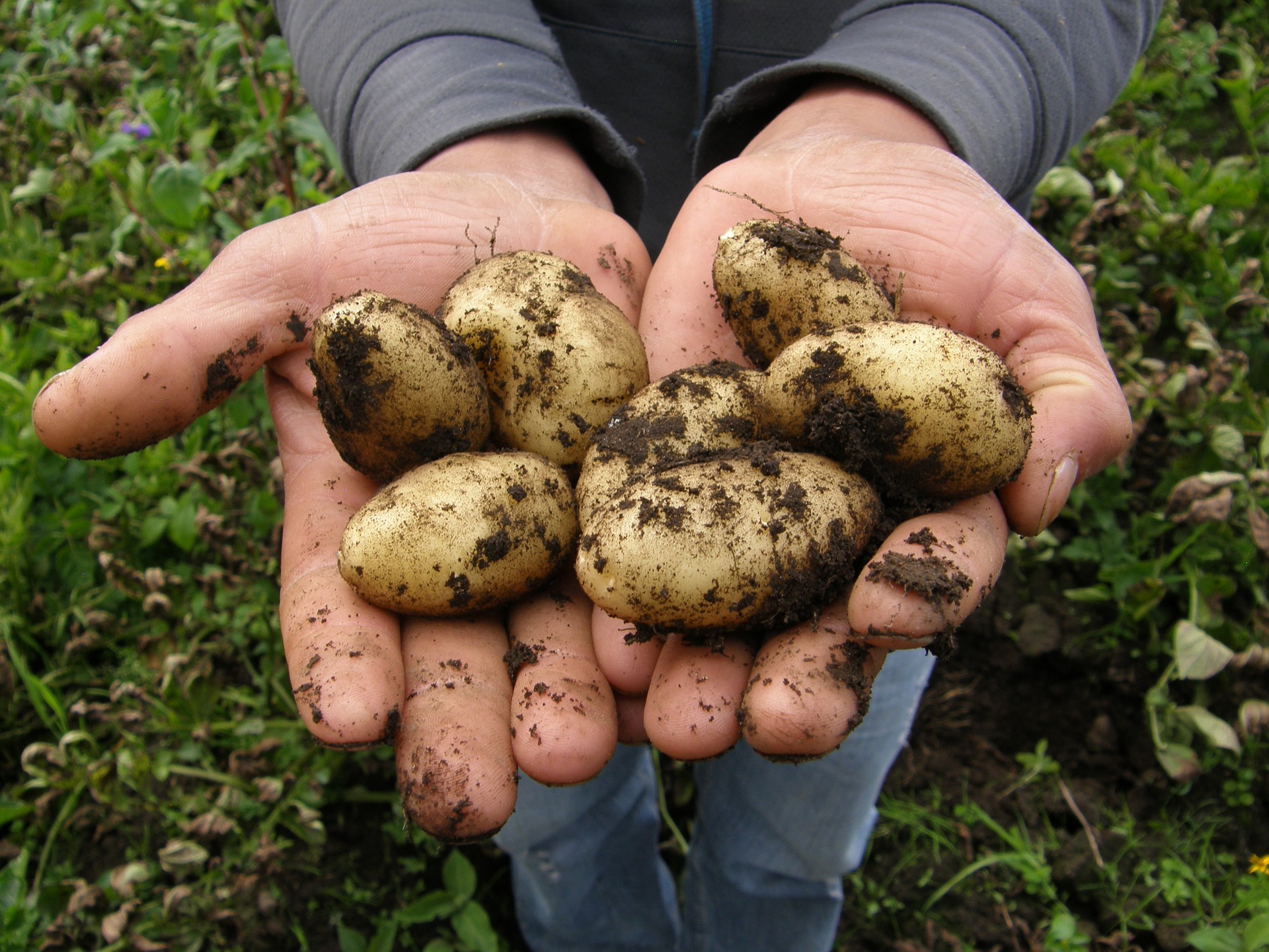 Potatoes in hands still dirty from being harvested