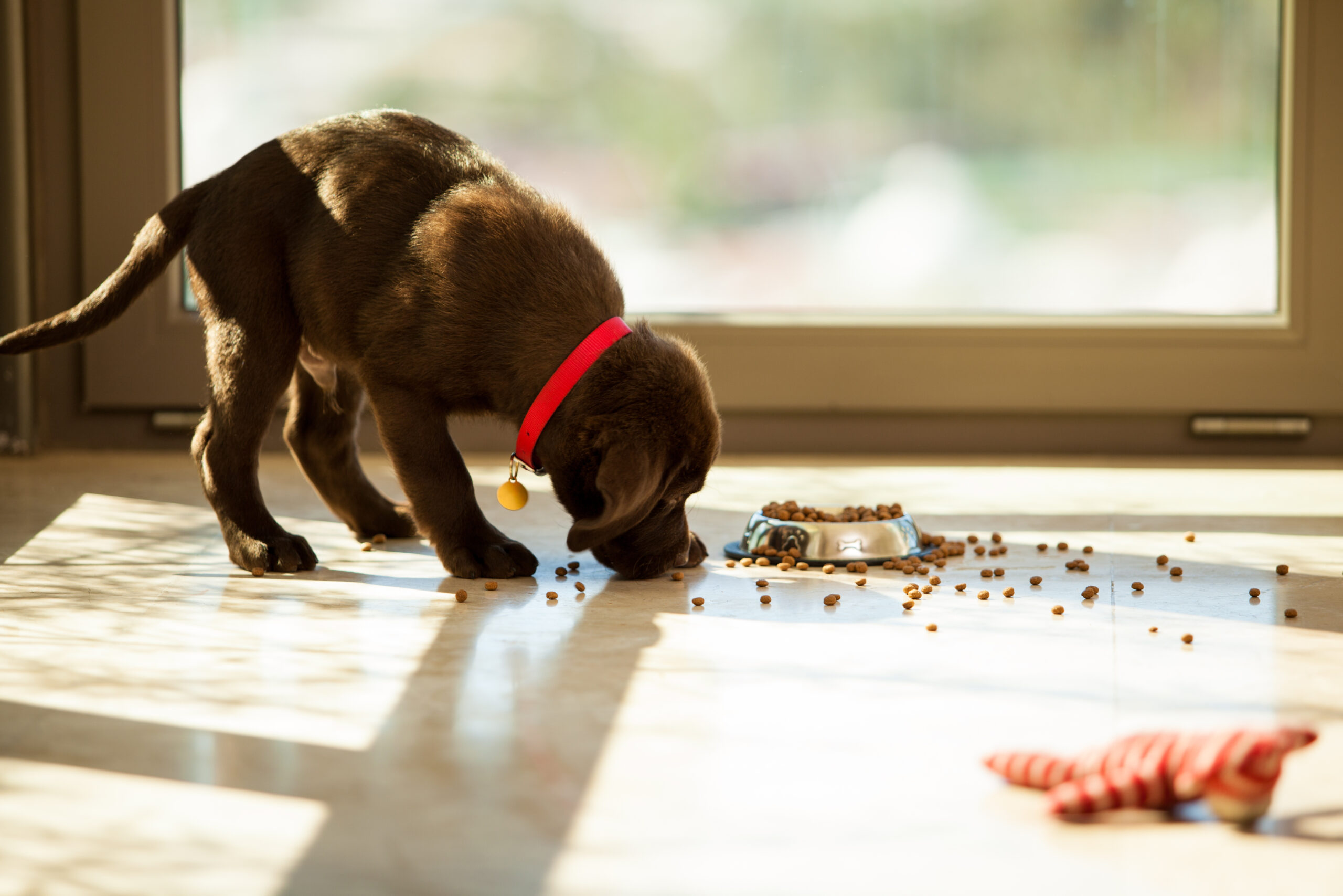 A cute brown puppy with a red collar eats food from its overflowing bowl