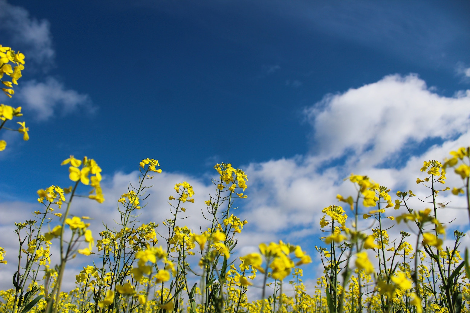 Canola