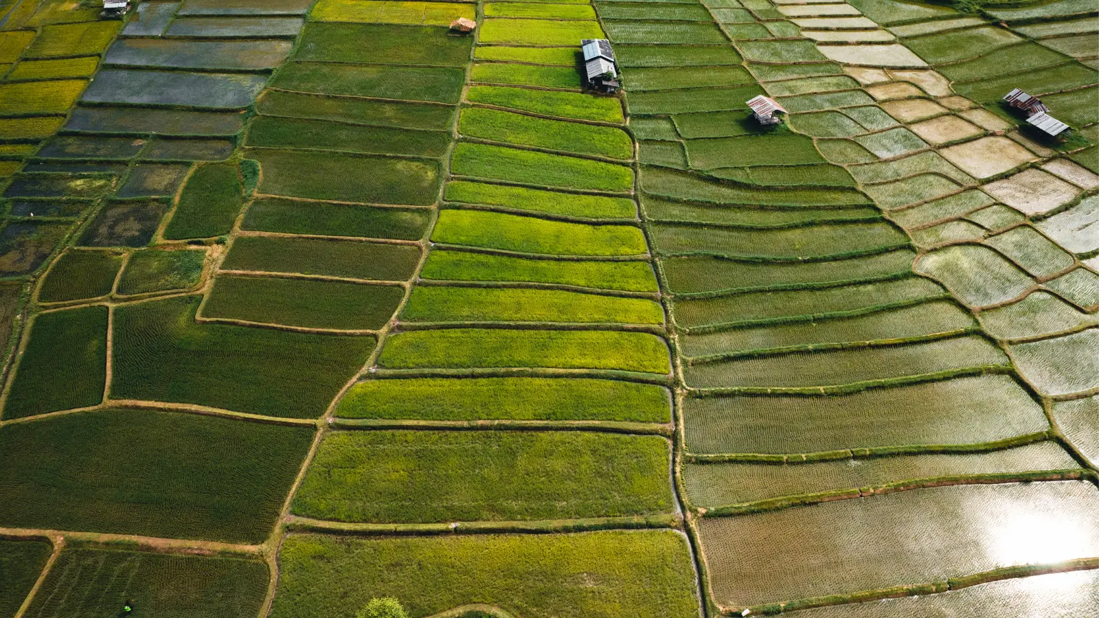Overhead perspective of rice terraces in the countryside, featuring layered fields of green and brown against a clear sky.