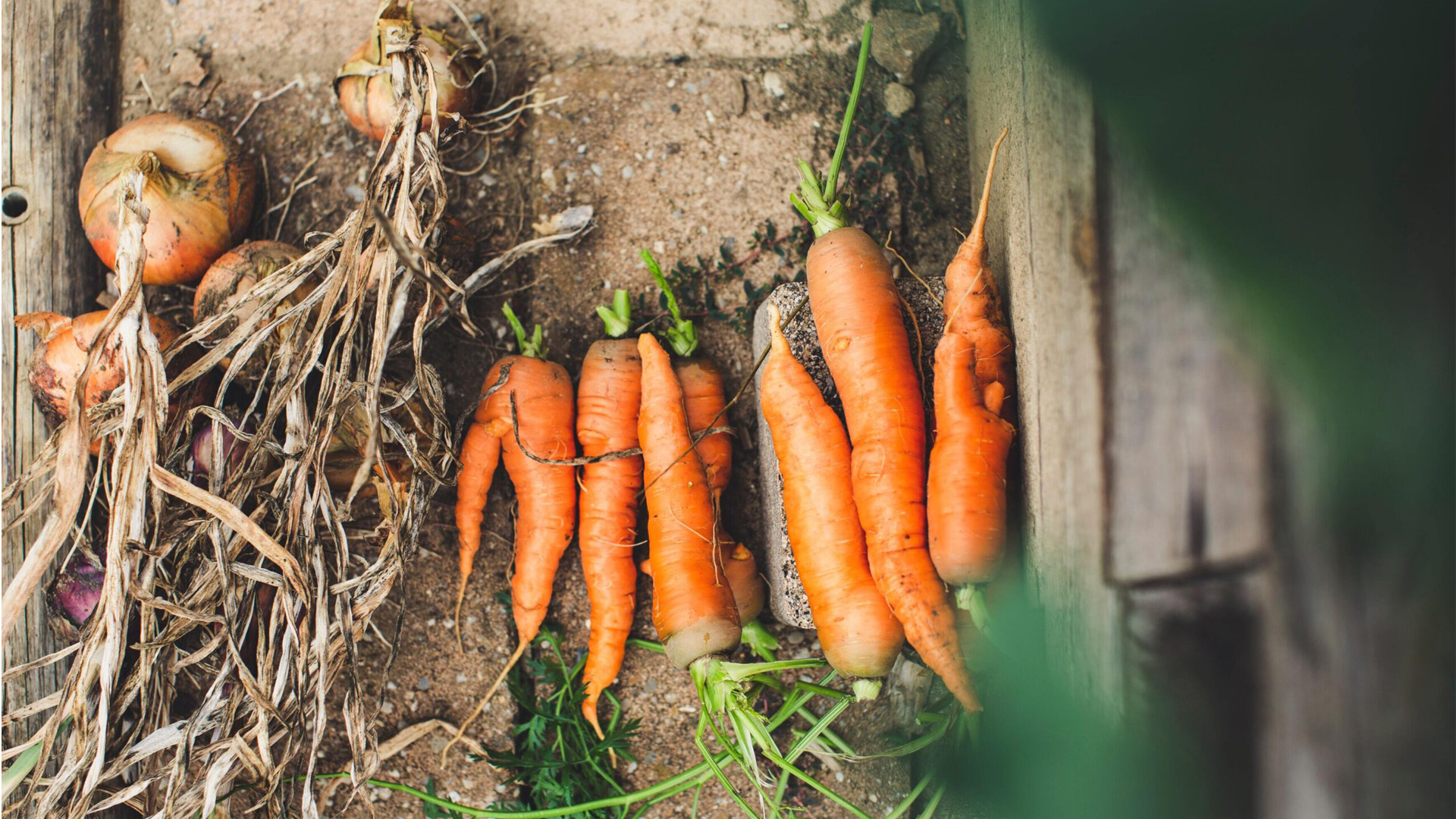 Freshly harvested carrots and onions lying on a rustic paved pathway.