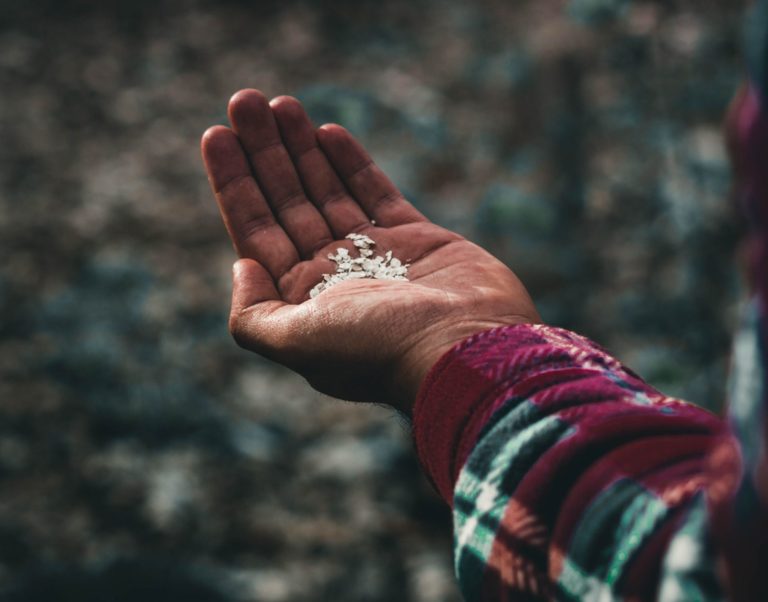 Seeds in man's hand