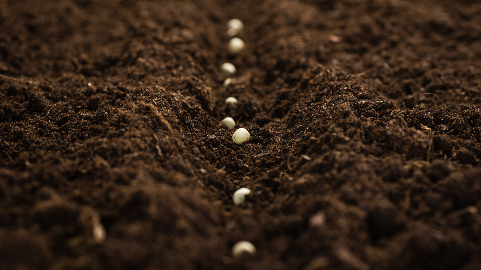 Seeds planted in brown soil
