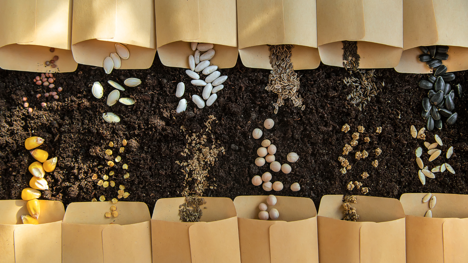Rows of brown envelopes are lying on the soil. The envelopes are open, with a variety of different types of seeds spilling out onto the Earth.