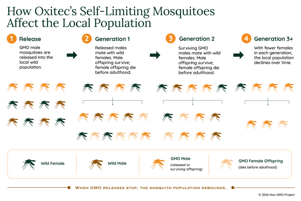 Oxitec's self-limiting mosquitoes reduce the population by introducing a lethal trait that causes female mosquitoes to die before reaching maturity; the population rebounds if releases stop.