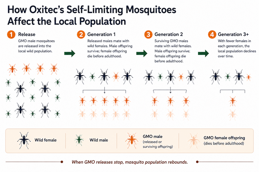 Oxitec's self-limiting mosquitoes reduce the population by introducing a lethal trait that causes female mosquitoes to die before reaching maturity; the population rebounds if releases stop.
