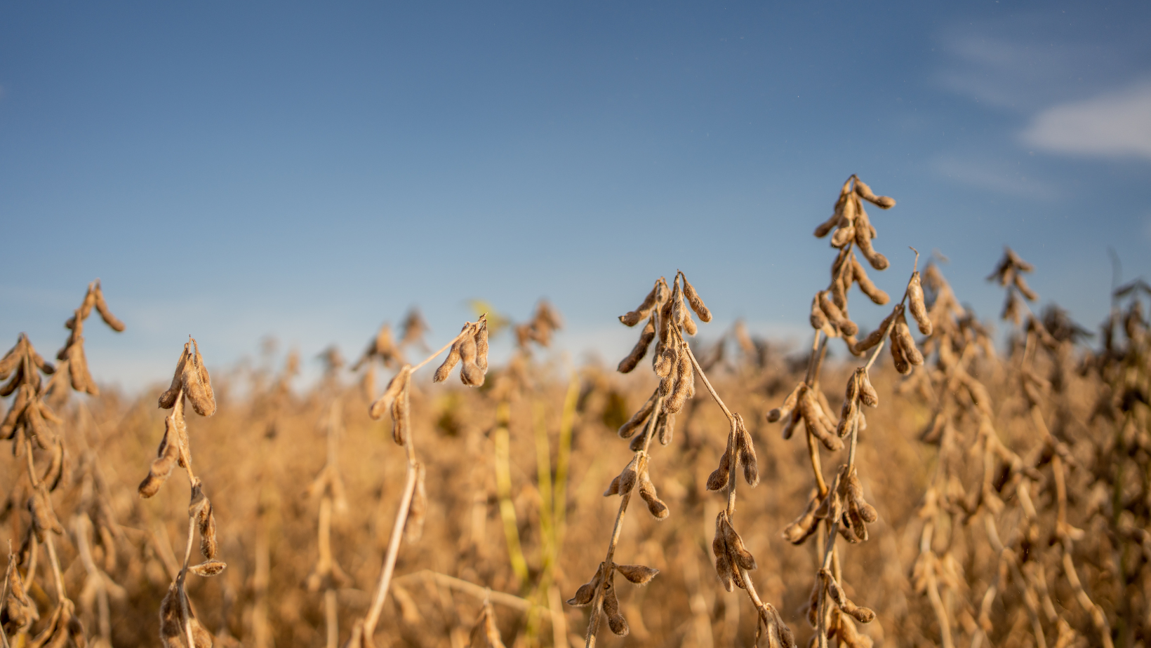 Growing Soybean field