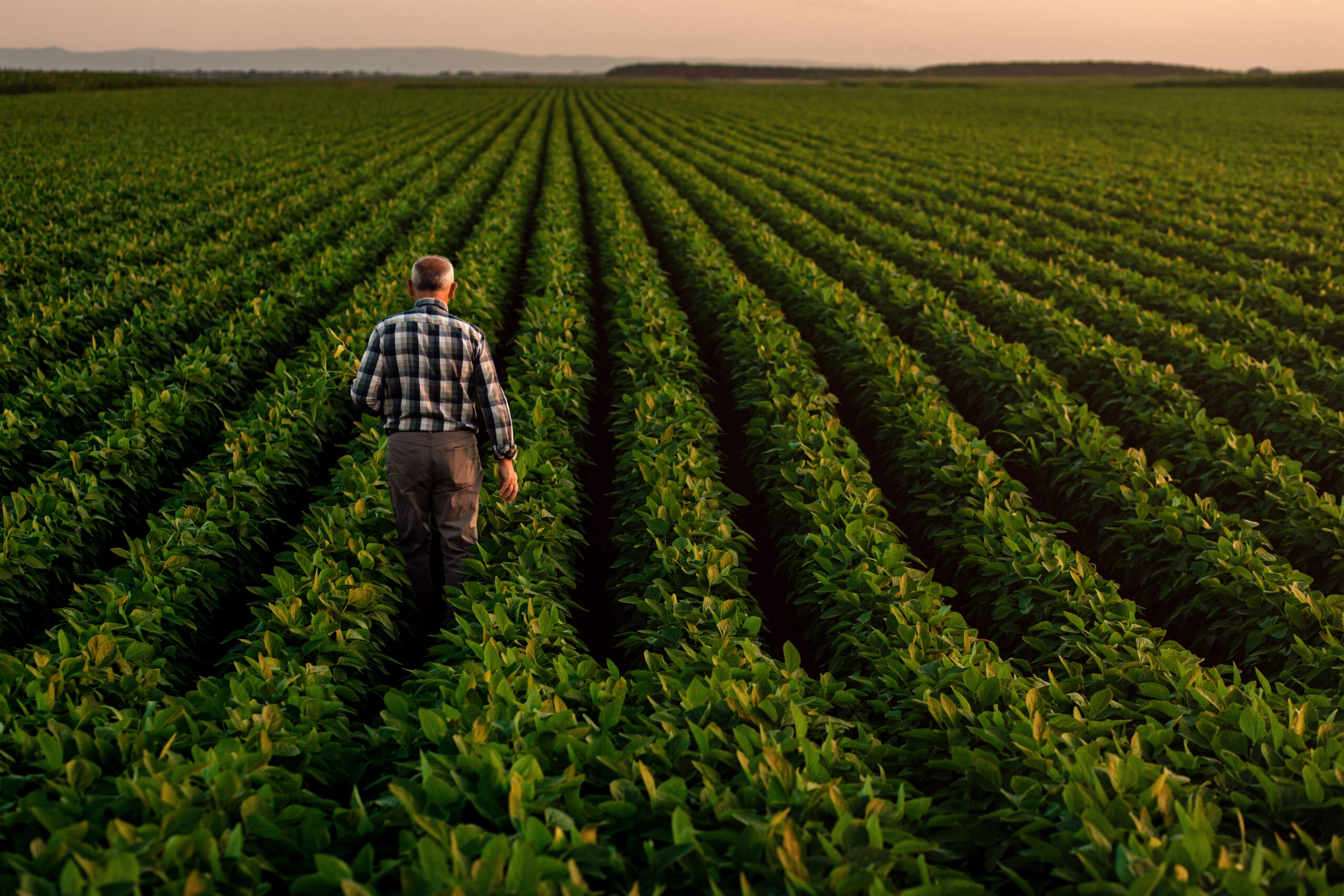 Rear view of senior farmer standing in soybean field examining crop at sunset