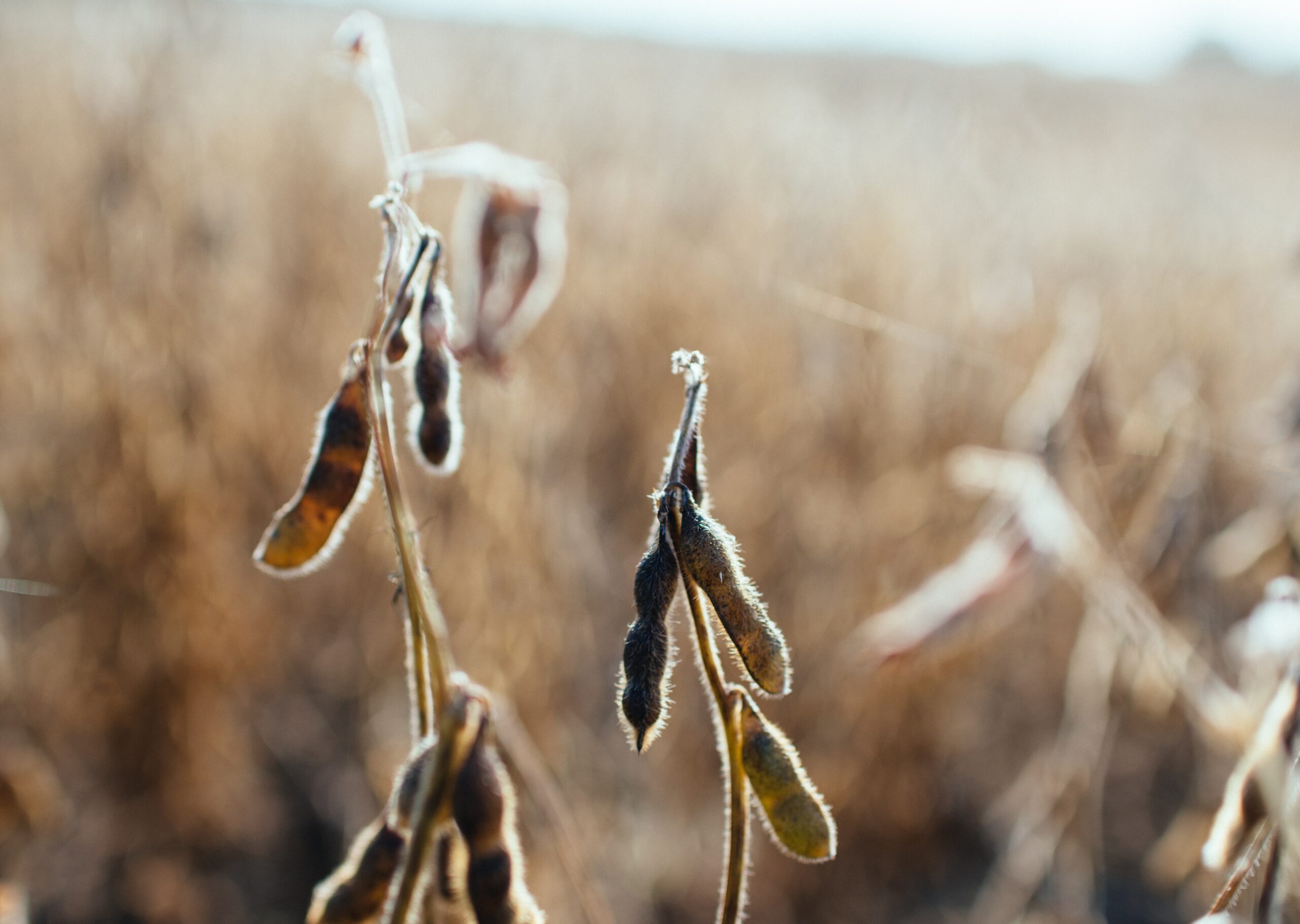 A field of dry soybeans with brown leaves, indicating the end of the growing season and a harvest-ready crop.