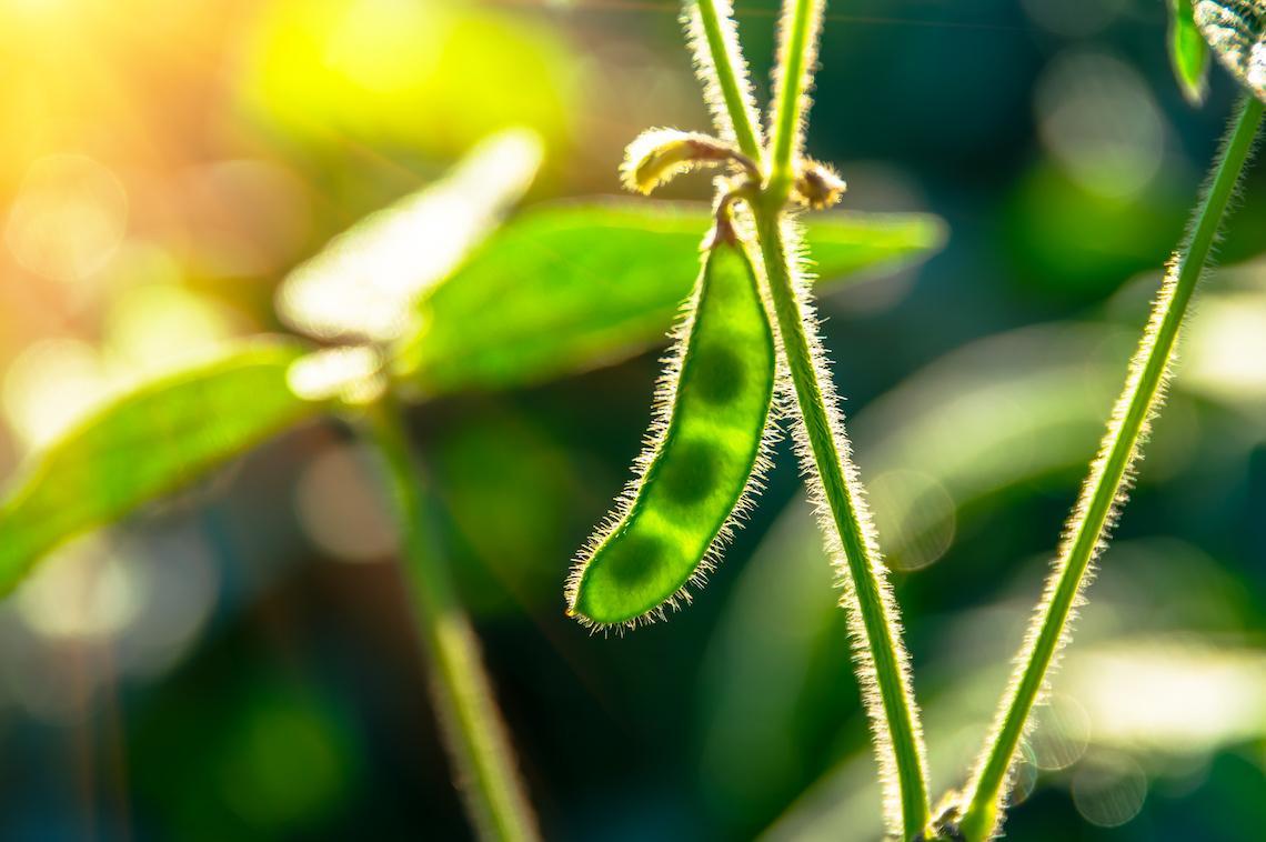 soybean crop