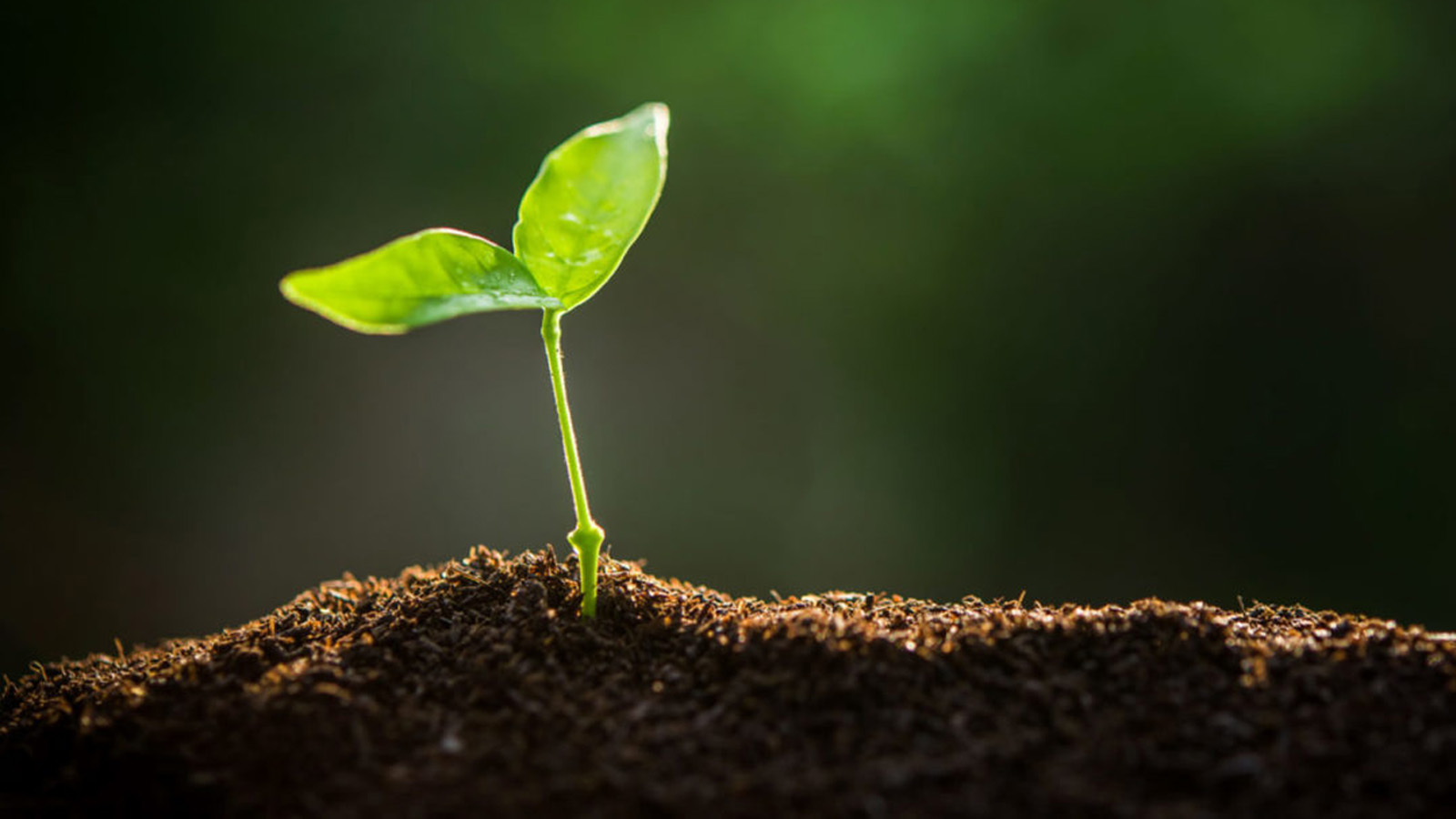 sprout growing from soil