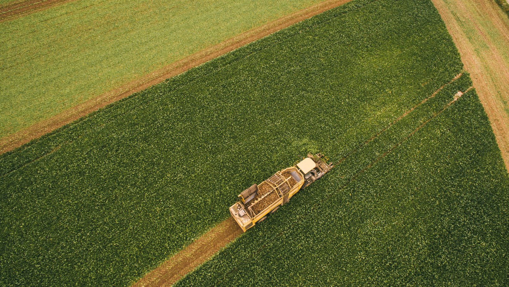 Sugar beets field