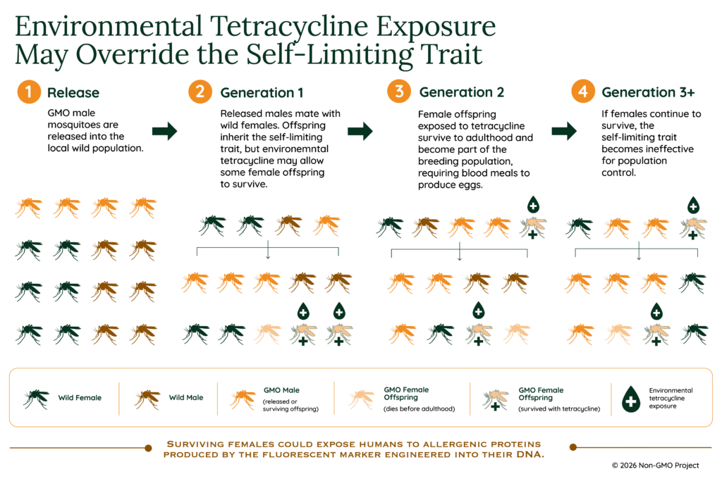 Accidental exposure to the antibiotic tetracycline may override the self-limiting trait in Oxitec genetically modified Friendly mosquitoes, potentially exposing humans to allergenic proteins.