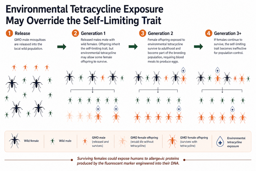 Accidental exposure to the antibiotic tetracycline may override the self-limiting trait in Oxitec genetically modified Friendly mosquitoes, potentially exposing humans to allergenic proteins.