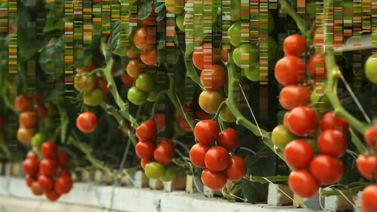 Ripe tomatoes growing on vines, surrounded by lush green leaves and foliage.