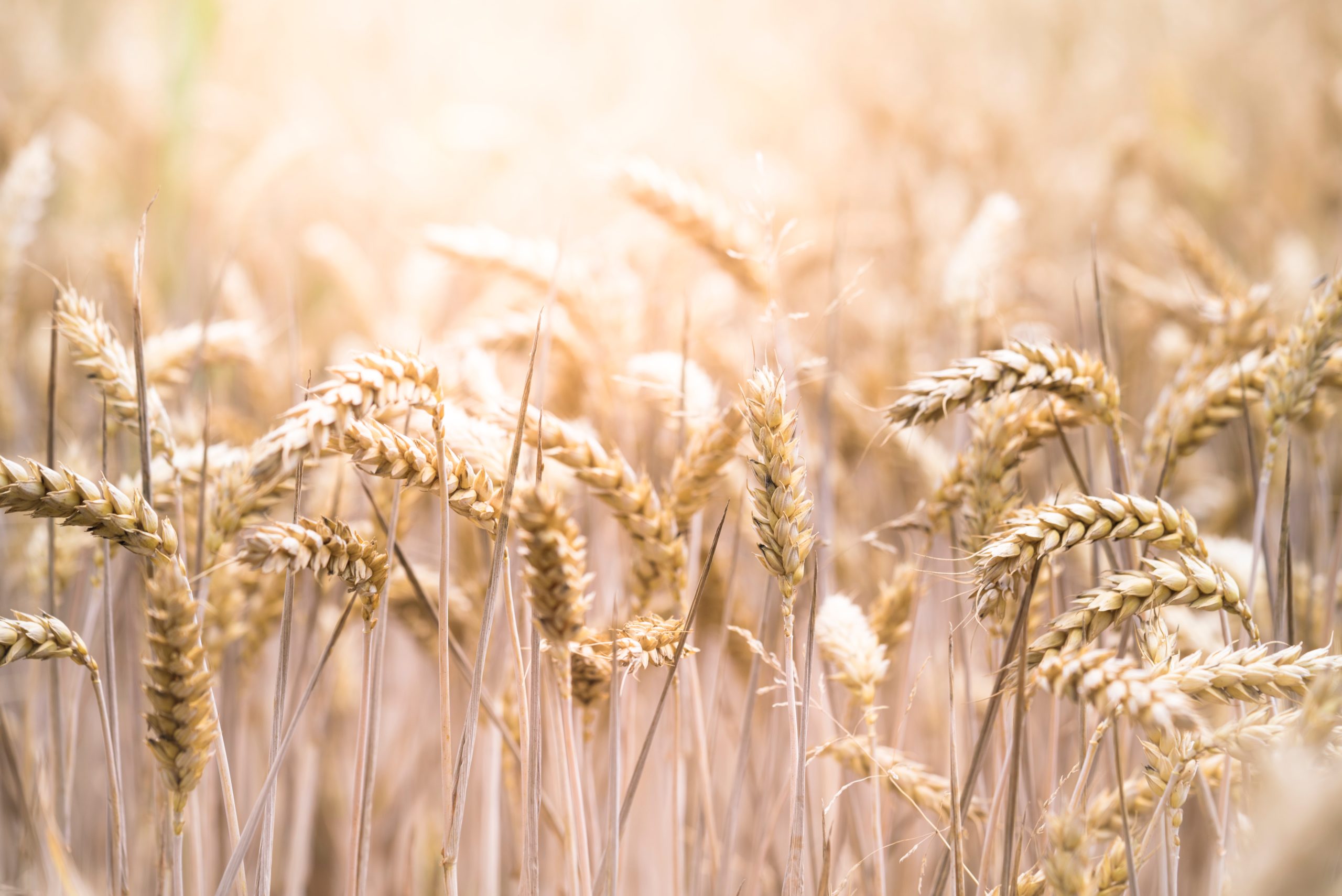 wheat field