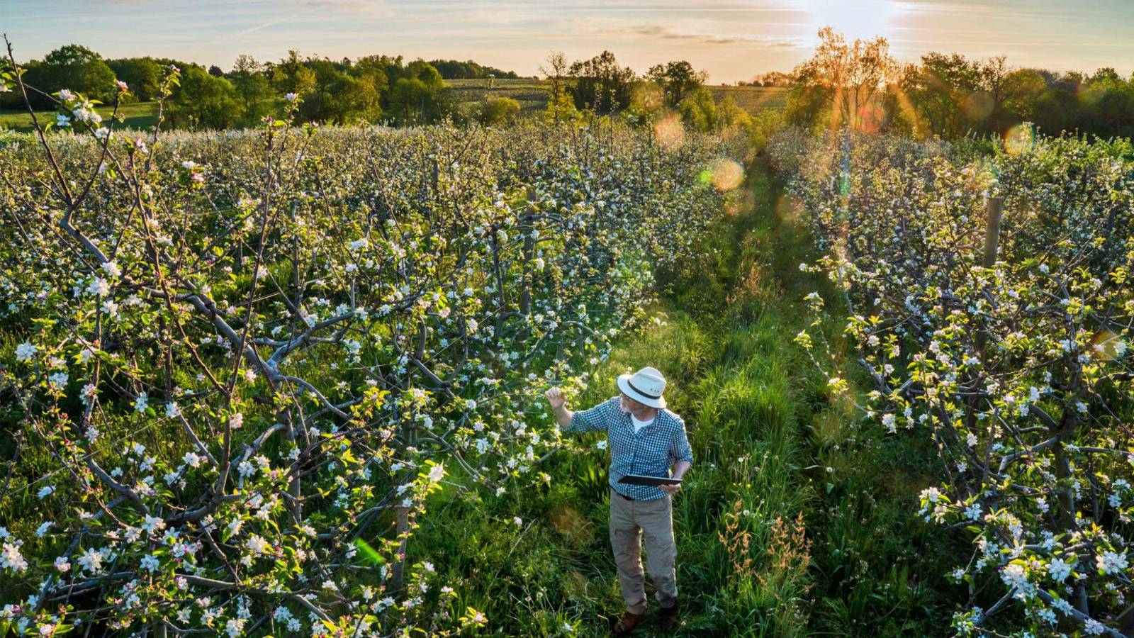 White man walking through a green agriculture field