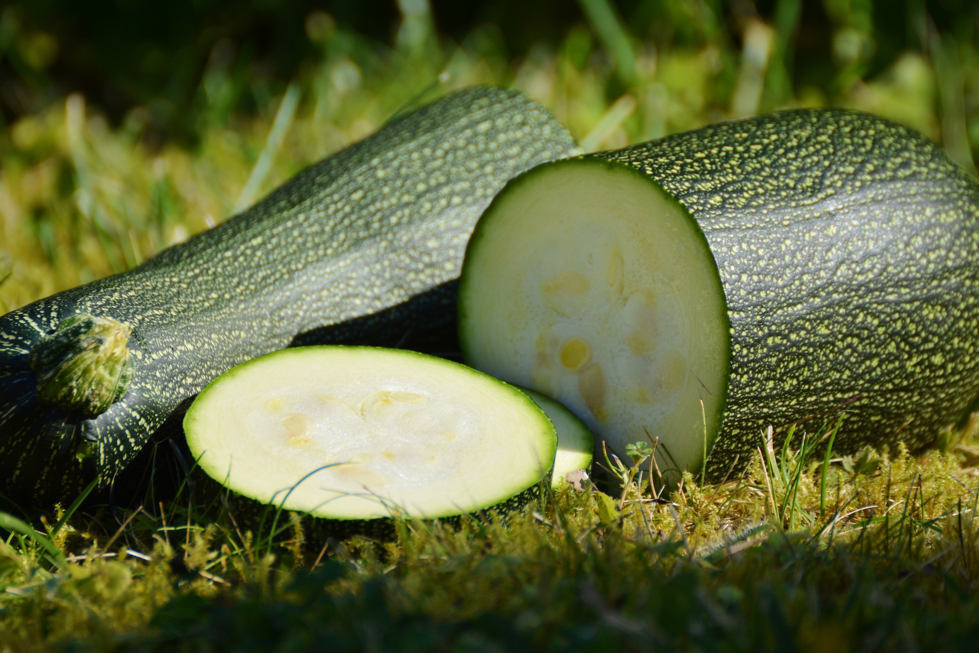 GMO zucchini